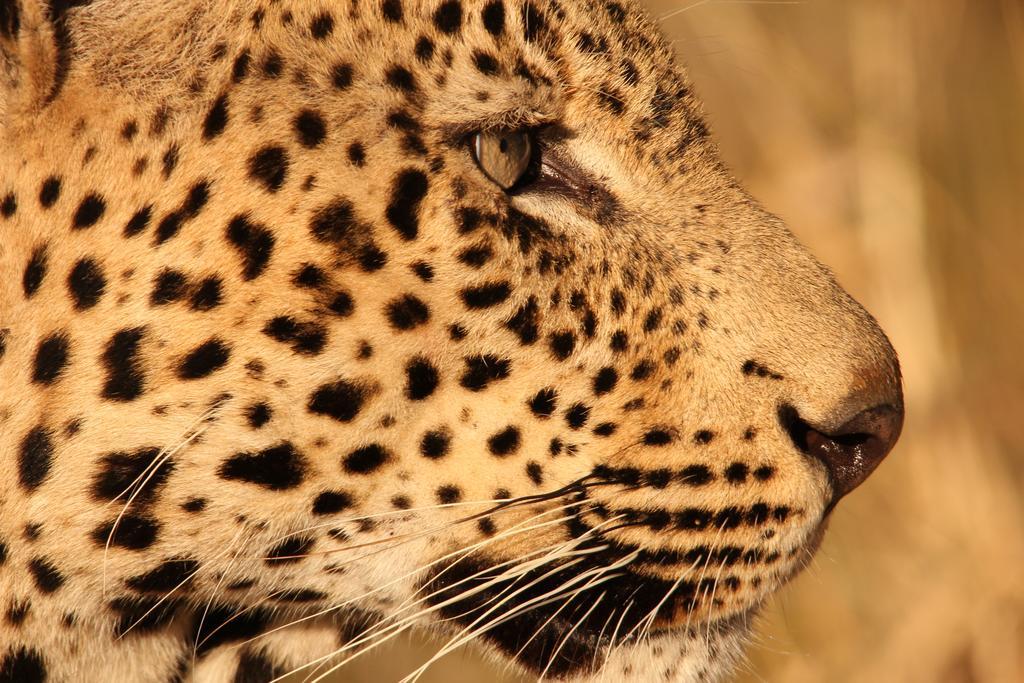 Leopard Mountain Safari Lodge Manyoni Private Game Reserve Kültér fotó